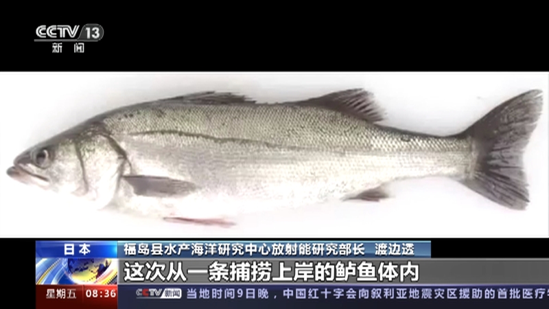 [朝闻天下]日本 放射性物质超标 福岛县暂停海鲈鱼上市