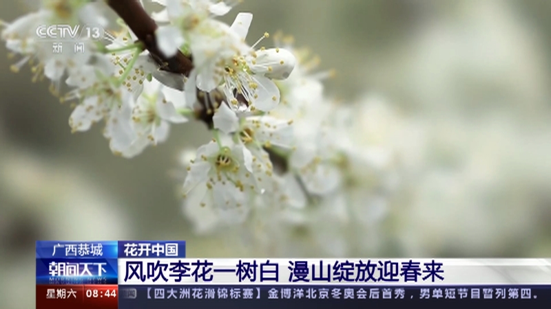 [朝闻天下]广西恭城 花开中国 风吹李花一树白 漫山绽放迎春来