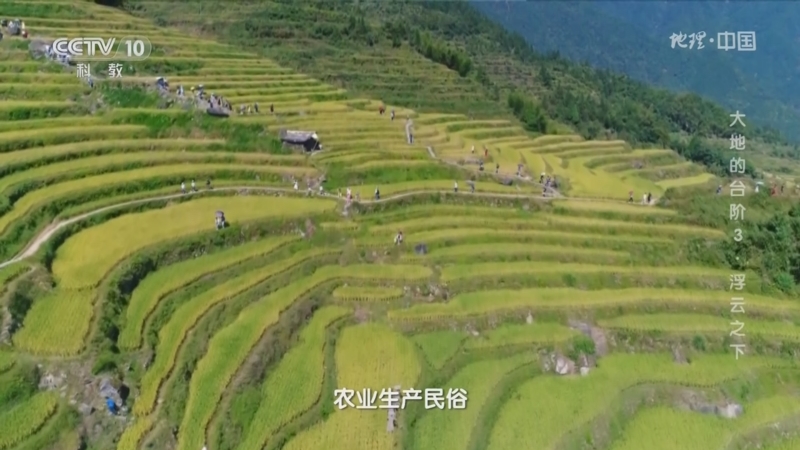 [地理·中国]芒种节气 云和当地人举办盛大的开犁节