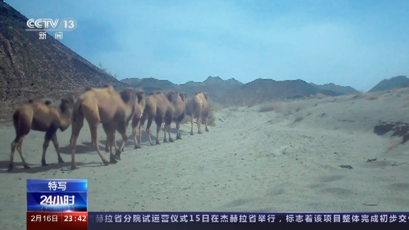 [24小时]特写 野骆驼科考 在“生命禁区”寻踪“沙漠之王”