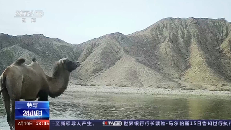 [24小时]特写 野骆驼科考 因身体机能奇特 研究野骆驼可造福人类