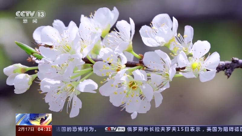 [新闻直播间]花开中国 共享生态之美