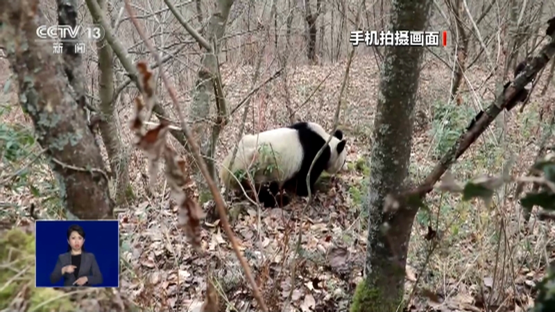 [共同关注]四川 村民巡山偶遇大熊猫觅食活动