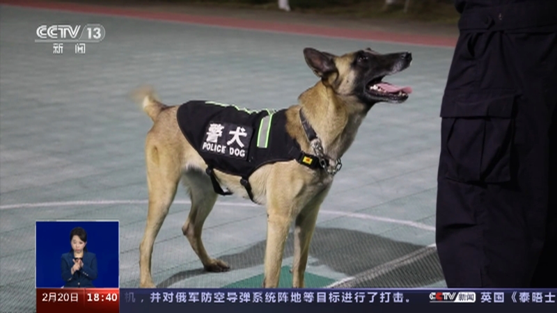 [共同关注]战功赫赫 15只警犬获评国家首批“功勋犬” 一天连破两起毒品案 “鹰空”功不可没