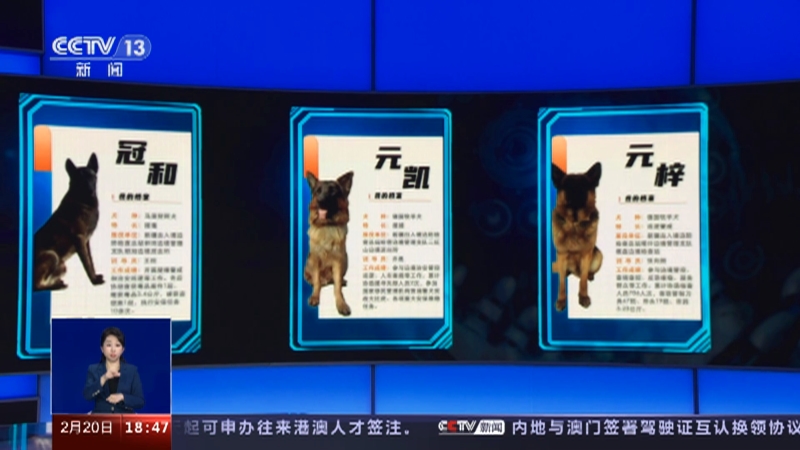 [共同关注]国家移民管理局：战功赫赫 15只警犬获评首批“功勋犬”