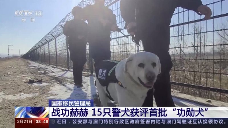 [朝闻天下]国家移民管理局 战功赫赫 15只警犬获评首批“功勋犬”