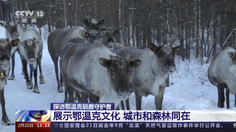 [新闻直播间]探访鄂温克驯鹿守护者 展示鄂温克文化 城市和森林同在