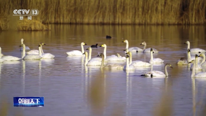[朝闻天下]河北 衡水湖迎来今春首批候鸟