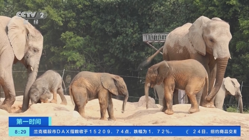 [第一时间]广东清远：非洲象幼崽满月 与公众见面