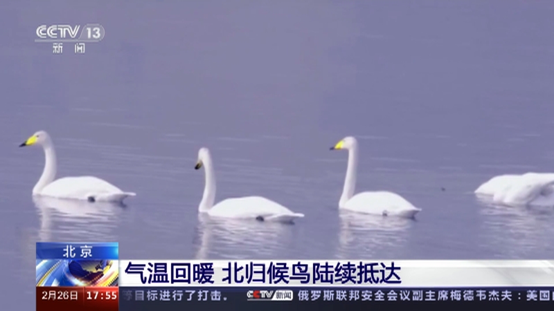 [新闻直播间]北京 气温回暖 北归候鸟陆续抵达