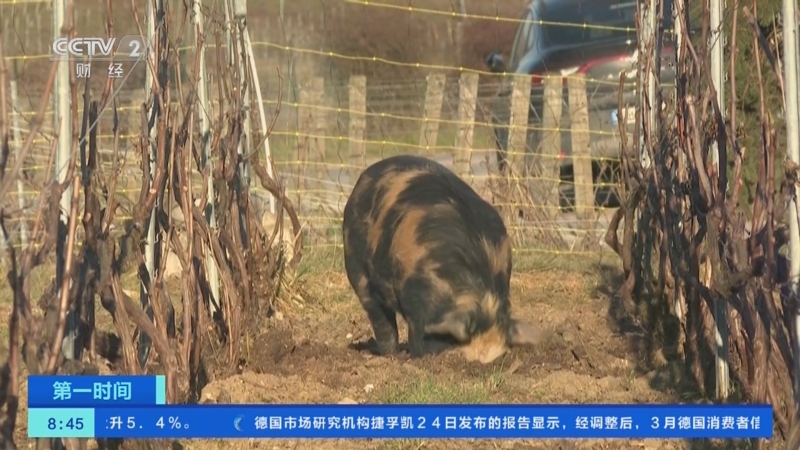 [第一时间]法国：葡萄园里来了小猪“除草工”
