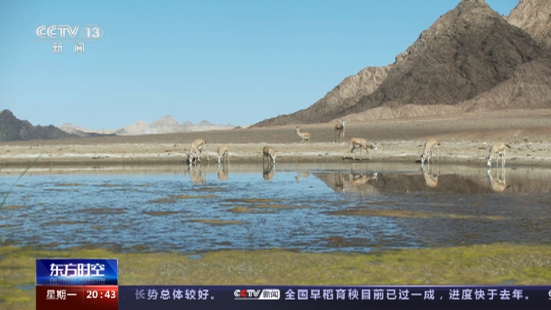 [东方时空]关注野骆驼保护 修建人工水源地 改善野生动物生存环境