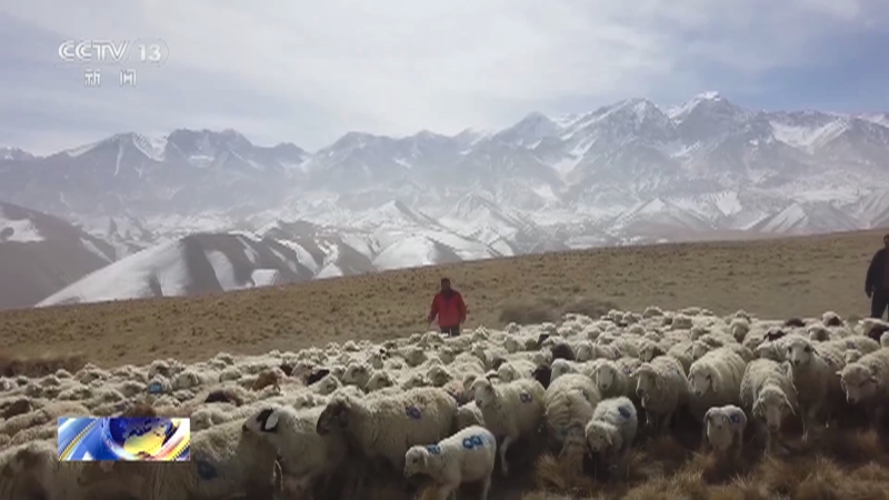 [新闻直播间]新疆昆仑山脚下牧民开启春季羊群转场