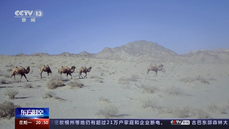 [东方时空]关注野骆驼保护 野骆驼产育高峰临近 保护区严防非法穿越