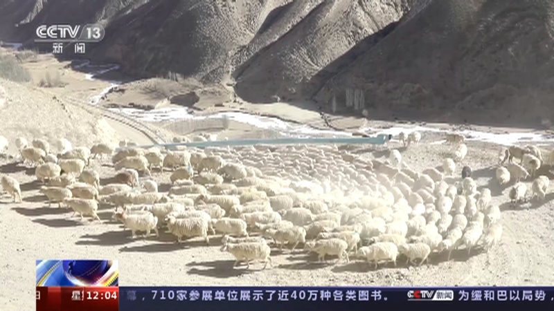[新闻30分]新疆昆仑山脚下牧民开启春季羊群转场