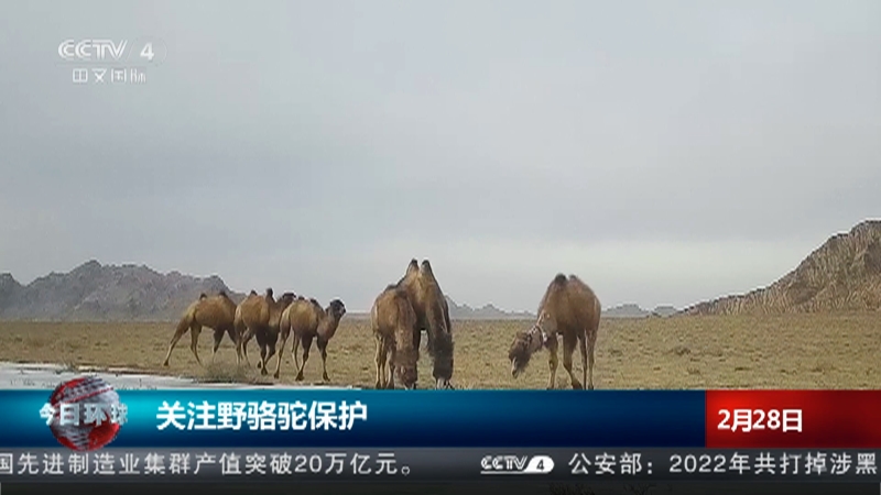 [今日环球]关注野骆驼保护 修建人工水源地 改善野生动物生存环境
