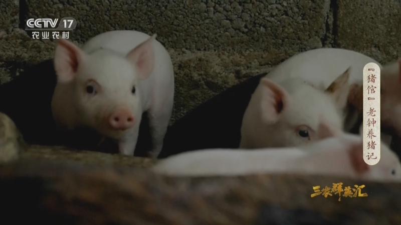 《三农群英汇》 20230302 “猪倌”老钟养猪记