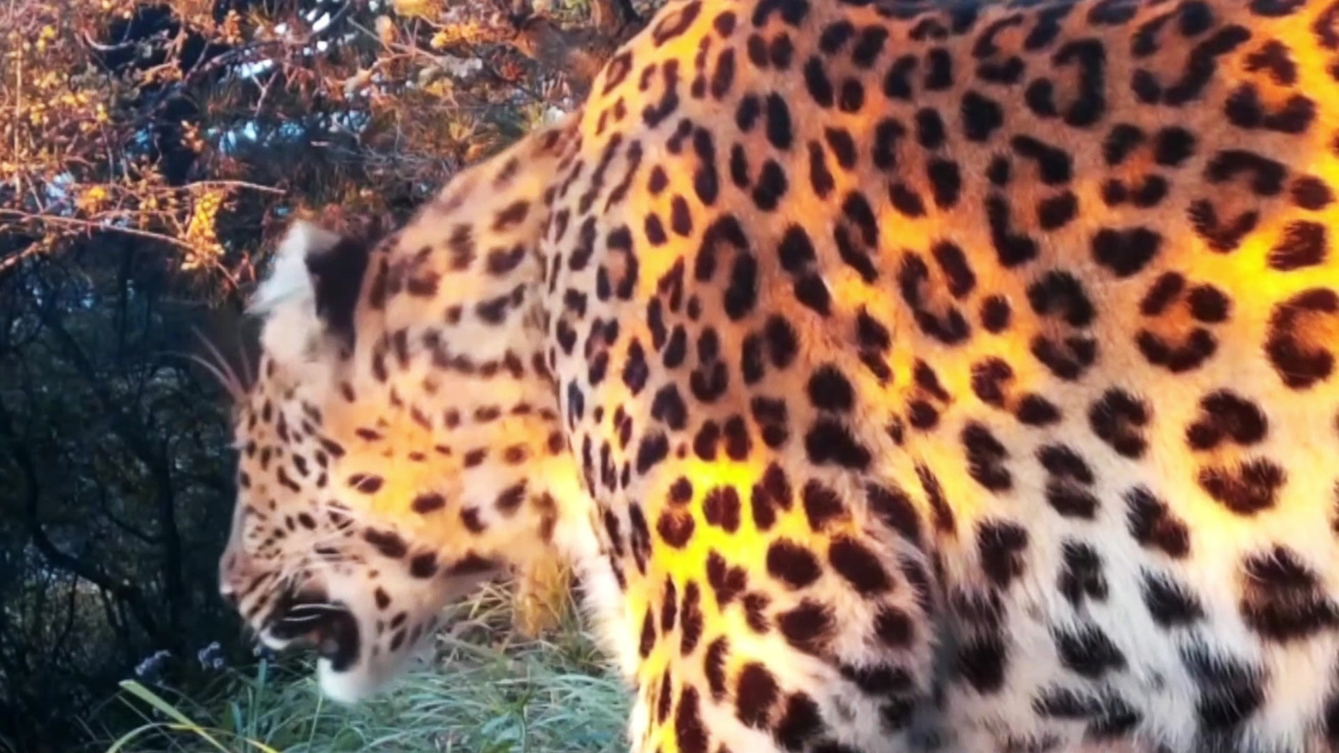 山西吕梁山：红外相机拍摄到三只野生华北豹同框画面