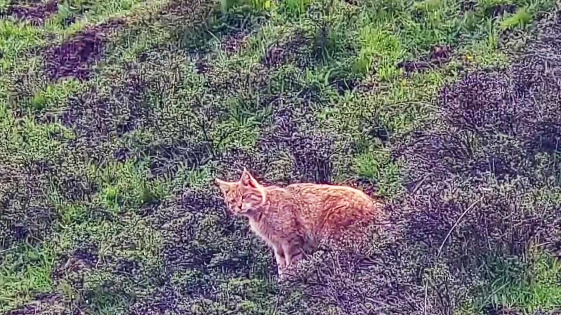 甘肃太子山：拍摄到我国独有猫科动物荒漠猫捕食影像