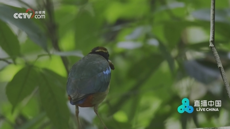 仙八色鸫:犹如仙子 嗅觉灵敏