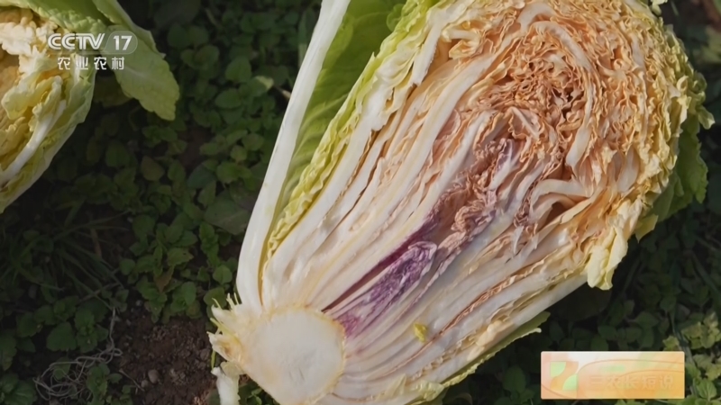 [三农长短说]长关注·气温下降 火锅"热"起来 陕西杨凌 彩色大白菜