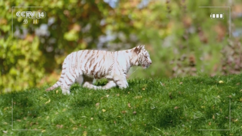 [动物欢乐多——萌兽闹新春]都是下雨惹的祸