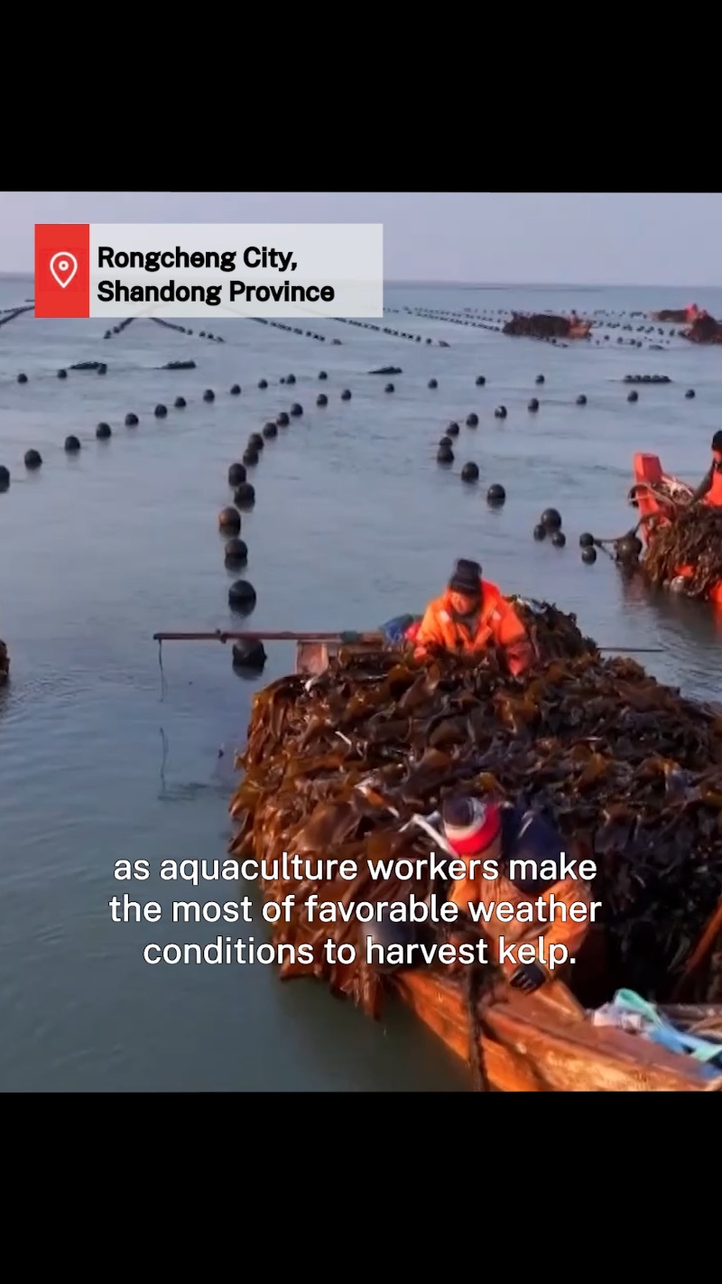 kelp harvests underway in coastal east china