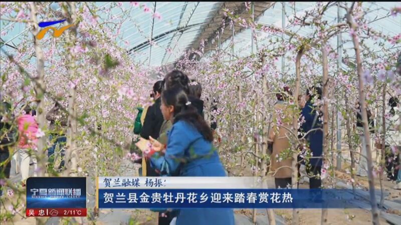 [宁夏新闻联播]贺兰县金贵牡丹花乡迎来踏春赏花热