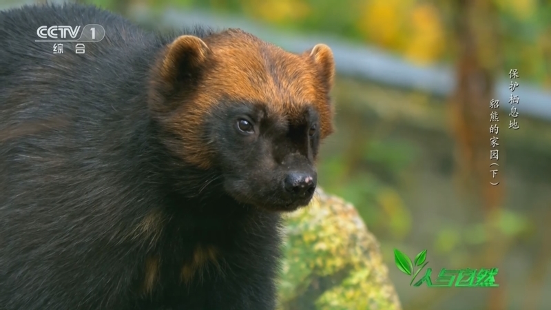 《人与自然》 20240319 保护栖息地——貂熊的家园（下）