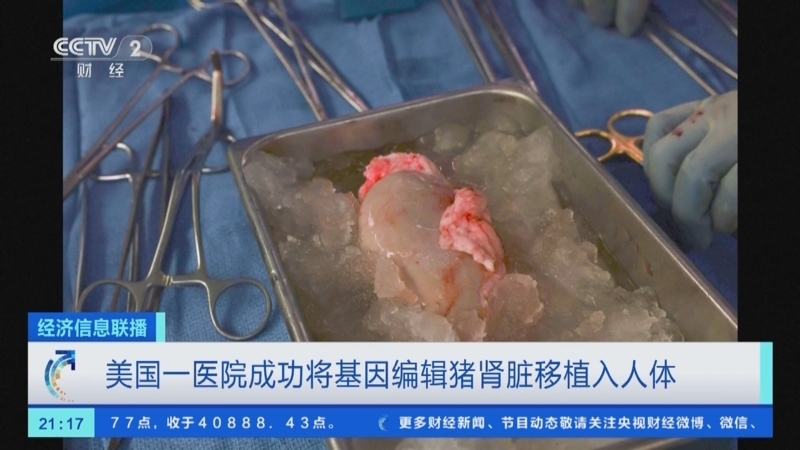 [经济信息联播]美国一医院成功将基因编辑猪肾脏移植入人体