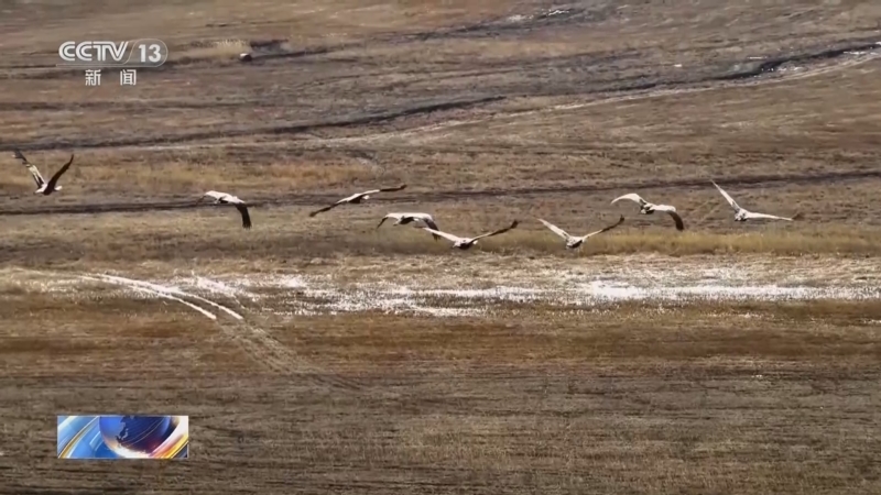 [新闻直播间]黑龙江 500多只白头鹤飞临乌裕尔河保护区