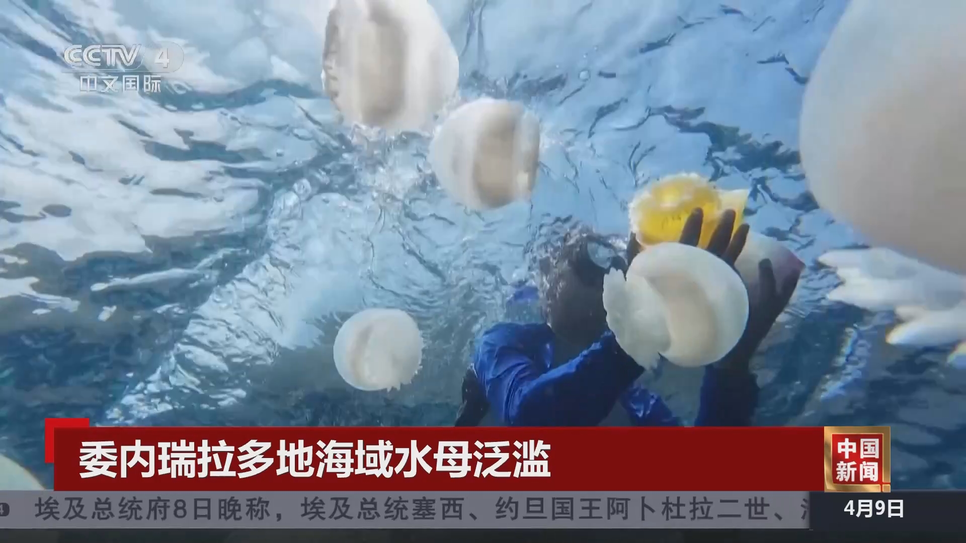 [中国新闻]委内瑞拉多地海域水母泛滥
