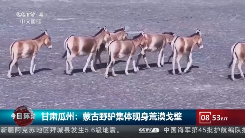 [今日环球]甘肃瓜州:蒙古野驴集体现身荒漠戈壁