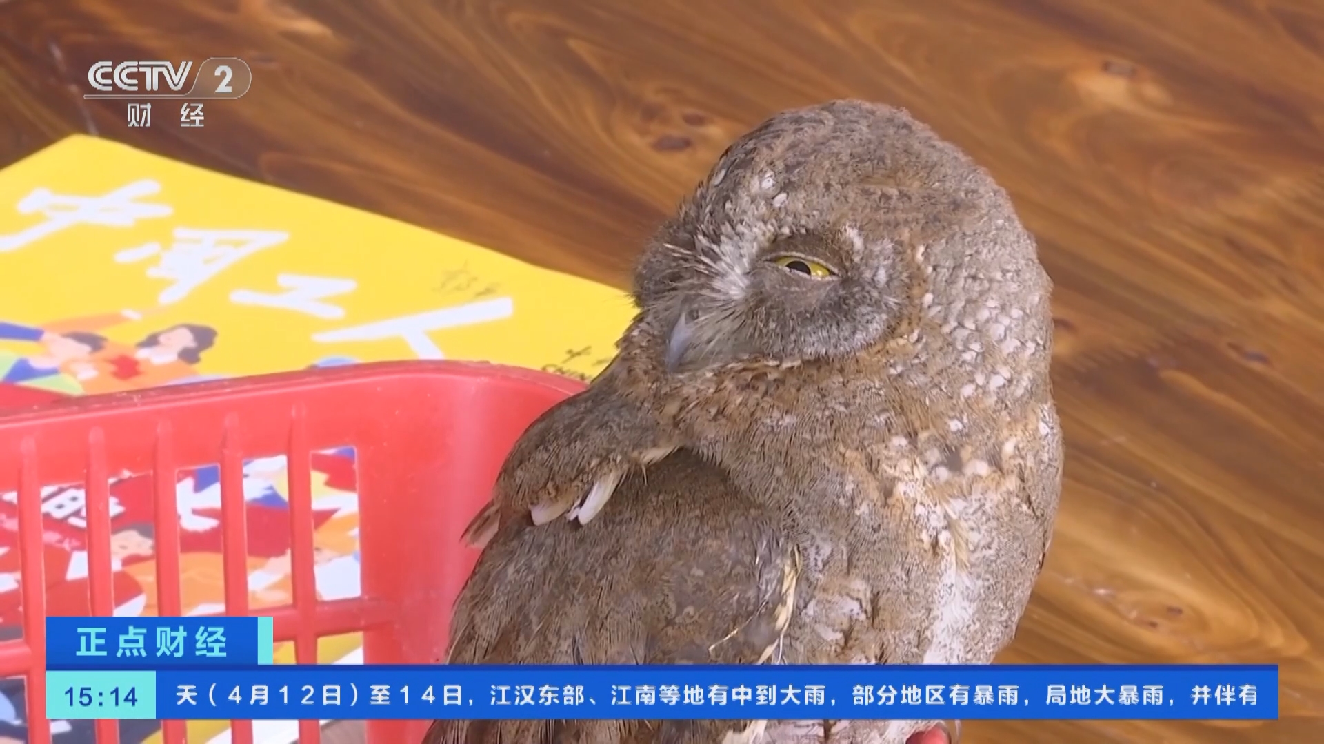 [正点财经]重庆:市民发现受伤红角鸮幼鸟 相关部门救助