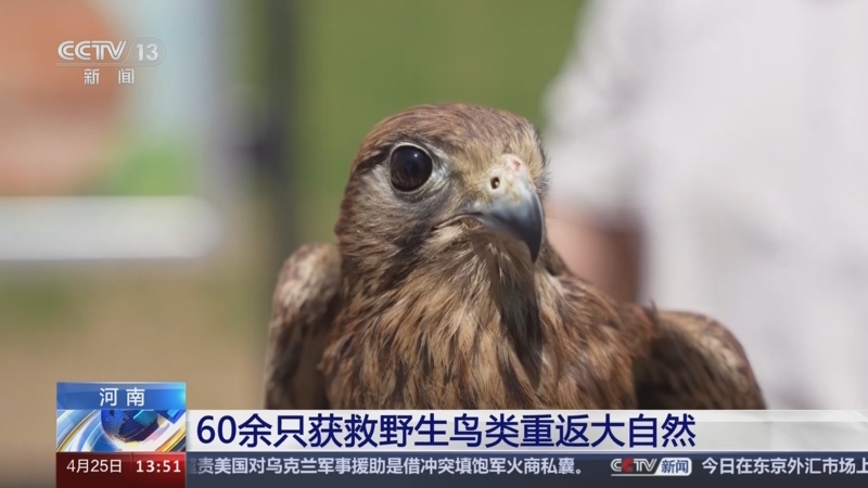 [新闻直播间]河南 60余只获救野生鸟类重返大自然