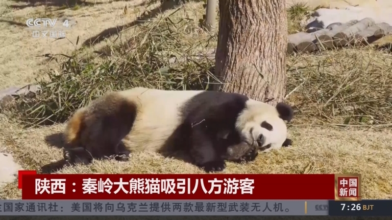 [中国新闻]陕西:秦岭大熊猫吸引八方游客