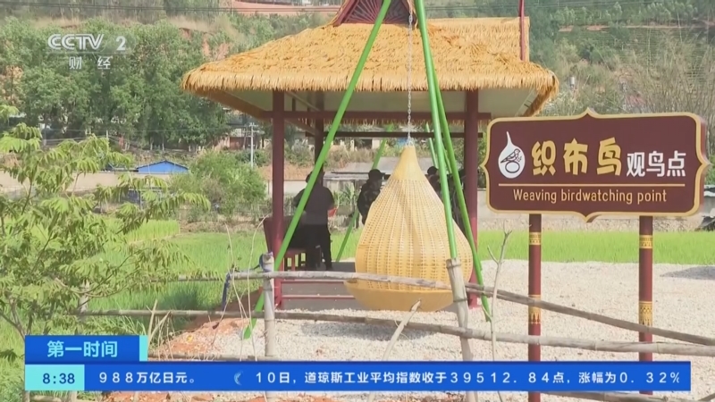 [第一时间]云南孟连:黄胸织布鸟筑巢引来"观鸟潮"