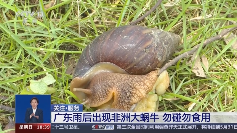 [共同关注]关注·服务 广东雨后出现非洲大蜗牛 勿碰勿食用