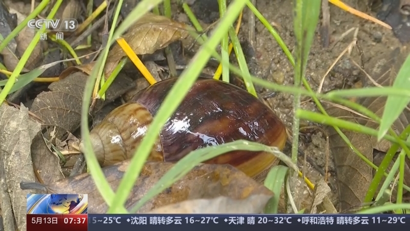 [朝闻天下]广东雨后出现非洲大蜗牛 勿碰勿食用