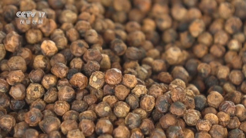 [三农长短说]柬埔寨 高温干旱持续 贡布胡椒产量大减