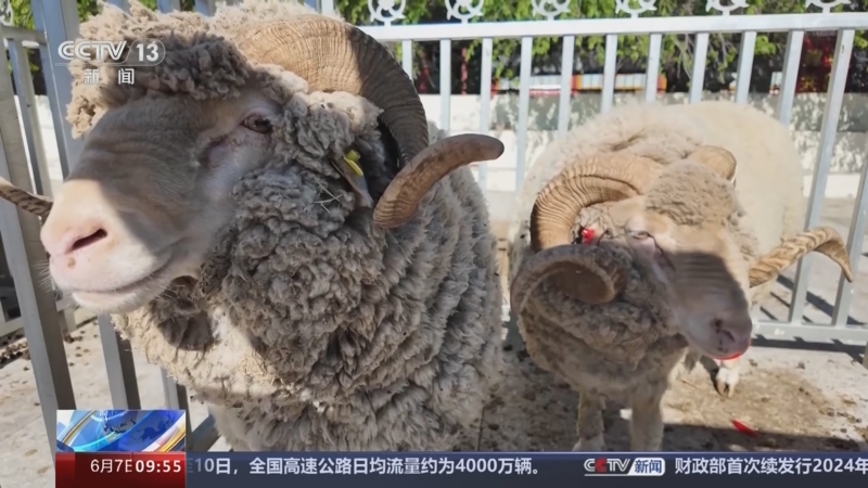 [新闻直播间]新疆 剪羊毛大赛 为羊换"夏装"
