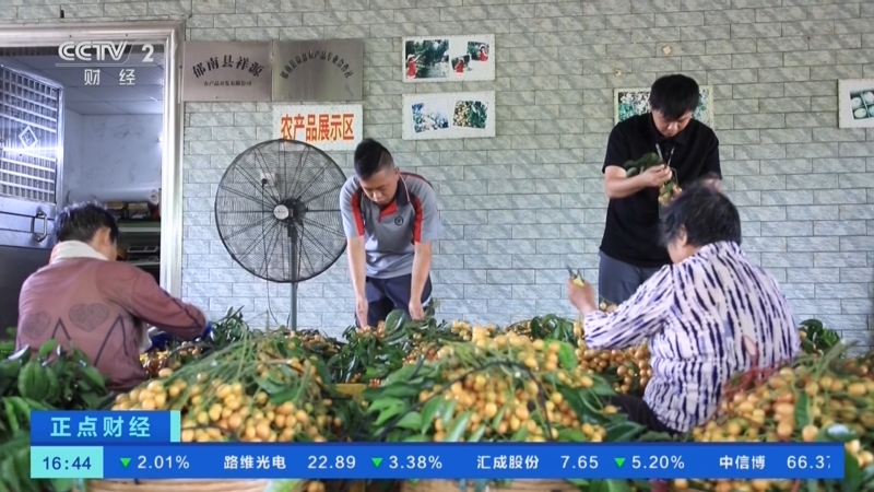 [正点财经]广东郁南:黄皮大量上市 价格同比上涨