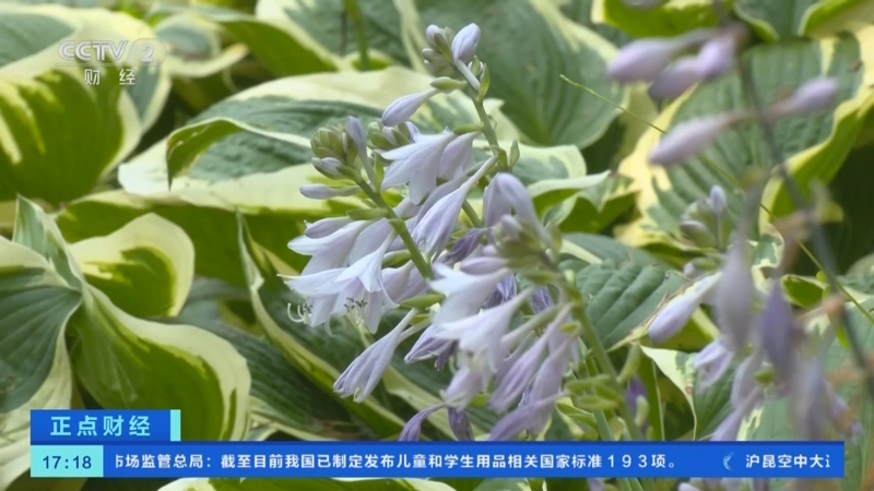 暗区突围辅助购买平台