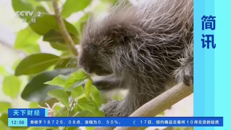 [天下财经]美国圣迭戈动物园为北美豪猪实施剖腹产手术