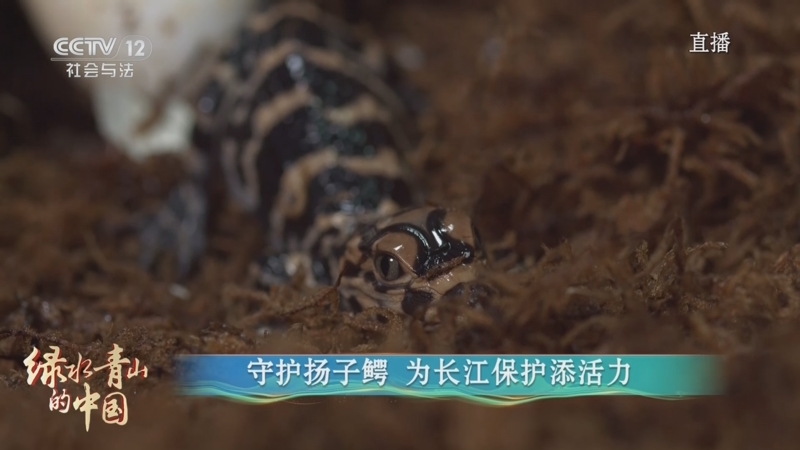 [绿水青山的中国]走近亿年"活化石"扬子鳄