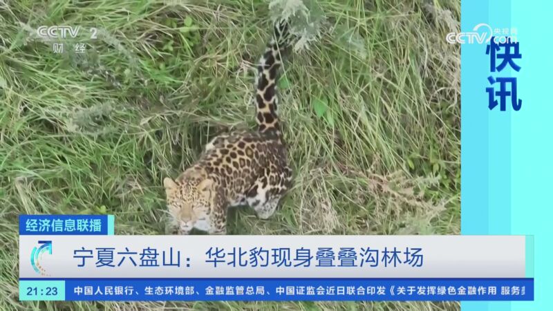 宁夏六盘山:华北豹现身叠叠沟林场