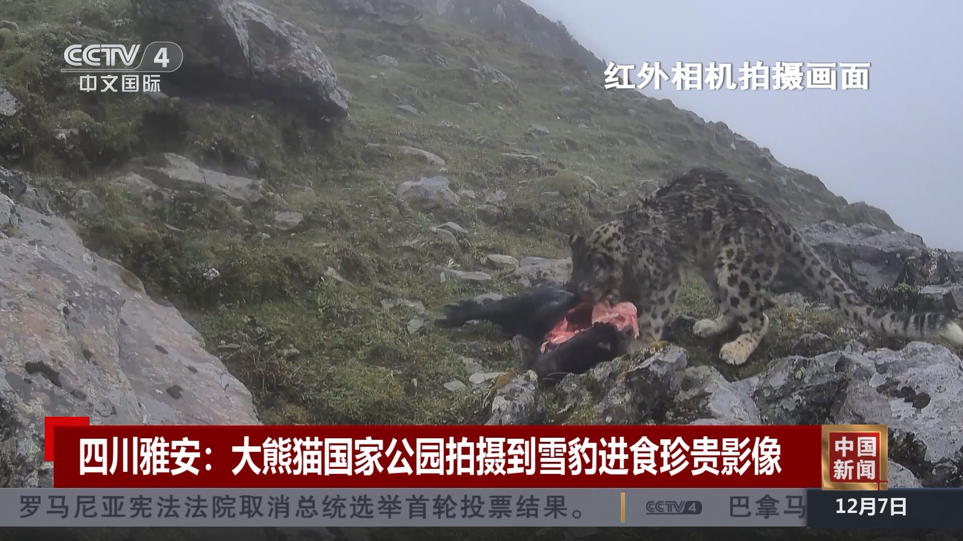 中国新闻]四川雅安：大熊猫国家公园拍摄到雪豹进食珍贵影像