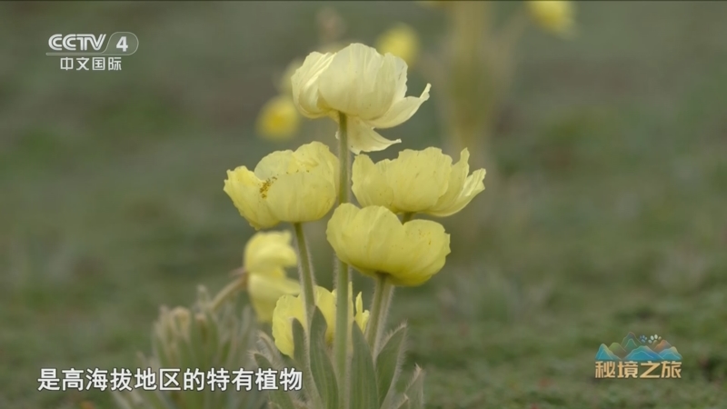 《远方的家》 20250225 秘境之旅 旷野中的自然精灵