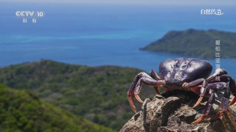《自然传奇》 20250409 哥伦比亚海岸线 2