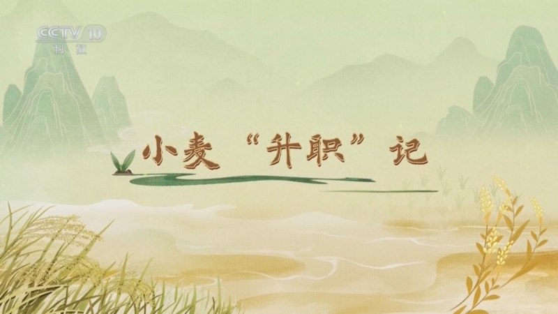 《百家讲坛》 20250426 食物的历史（第一部） 2 小麦“升职”记